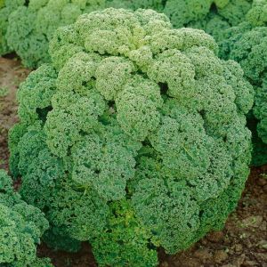 Kale Afro Seed Pack