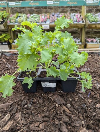 Kale Borecole Dwarf Green Curled 9 Pack