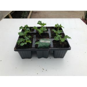 Kale Curly 9 Pack
