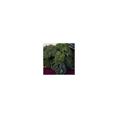 Kale Dwarf Green Curled Kings Seeds