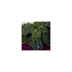 Kale Dwarf Green Curled Kings Seeds