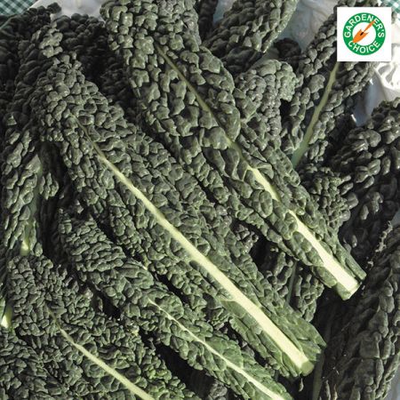 Kale Nero Di Toscana Kings Seeds