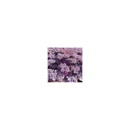 Kale Scarlet Kings Seeds