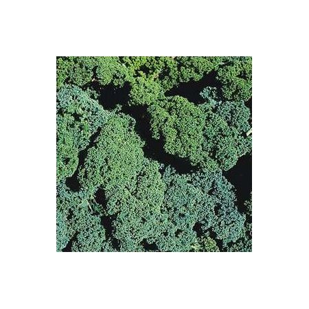 Kale Winterbor F1 Kings Seeds