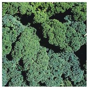 Kale Winterbor F1 Kings Seeds