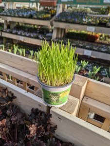 Kitty Grass 1Ltr Pot - image 1