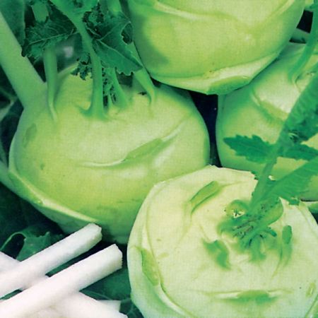 Kohl Rabi Green Delicacy Kings Seeds