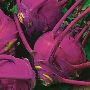 Kohl Rabi Purple Delicacy Kings Seeds