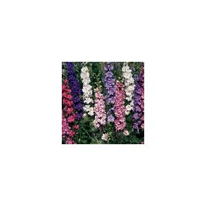 Larkspur Sublime Mix- Kings Seeds