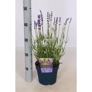 Lavandula Ang. Hidcote P17