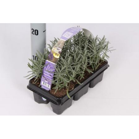 Lavandula Angustifolia 6 Pack