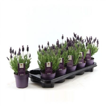 Lavandula Anouk P10.5