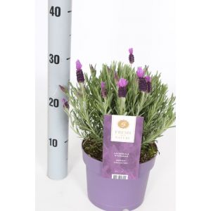 Lavandula Anouk P17