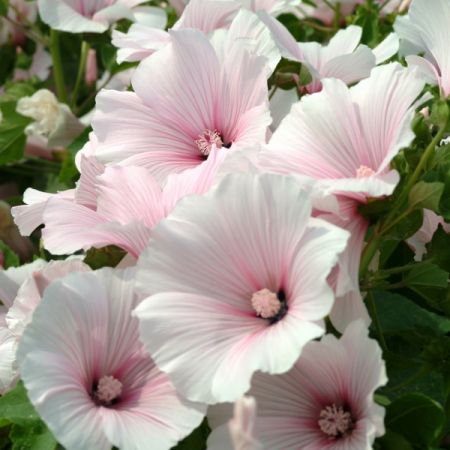 Lavatera Dwarf Pink Blush-Kings Seeds