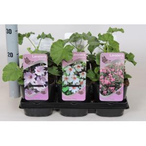 Lavatera Mix C2 - Our Selection