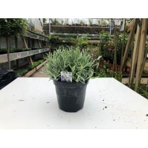 Lavender Angustifolia P14 £3.99 Each 2 For £7.00