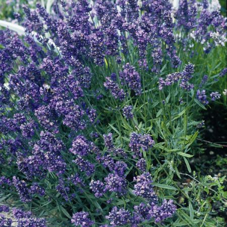 Lavender Munstead Dwarf- Kings Seeds