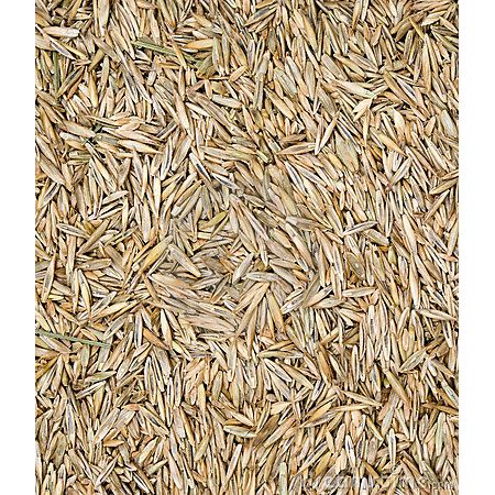 Lawn/Grass Seed Paddock 500G