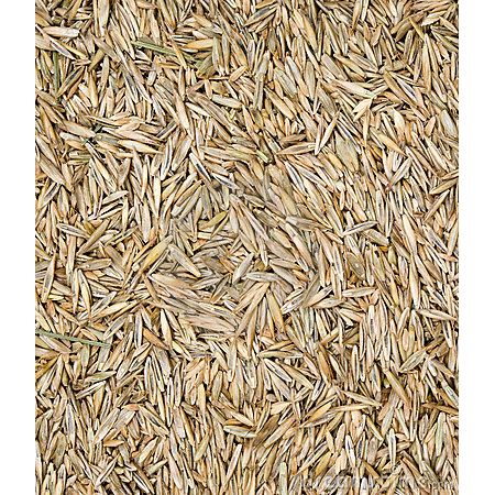 Lawn/Grass Seed Paramount 2.5 Kg