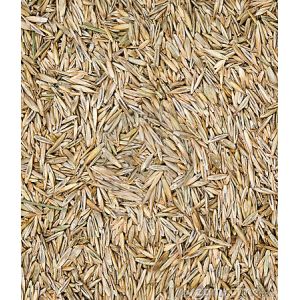 Lawn/Grass Seed Paramount 2.5 Kg