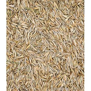 Lawn/Grass Seed Prominent 1 Kg