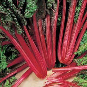 Leaf Beet Swiss Chard Kings Seeds