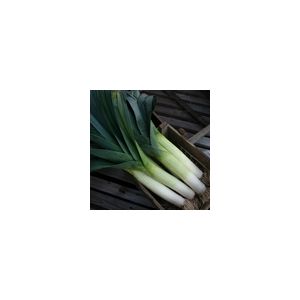 Leek Below Zero F1 Kings Seeds