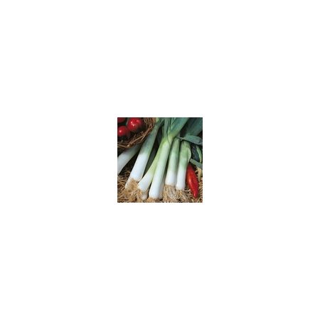 Leek Blue Solaise Kings Seeds