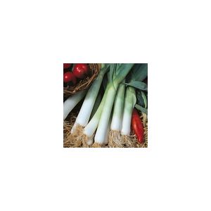 Leek Blue Solaise Kings Seeds