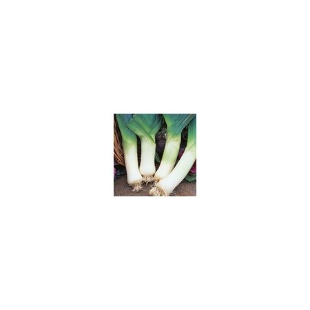 Leek Giant Winter Kings Seeds