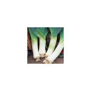 Leek Giant Winter Kings Seeds