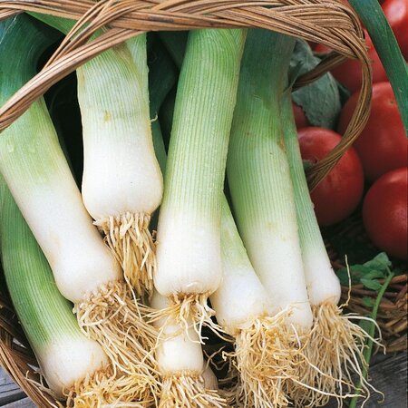 Leek Musselburgh Kings Seeds