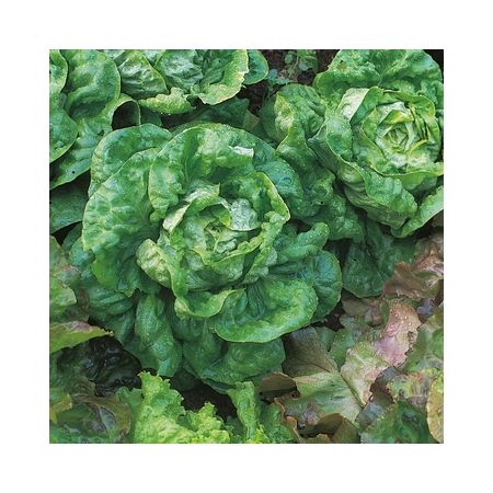 Lettuce All Year Round Kings Seeds