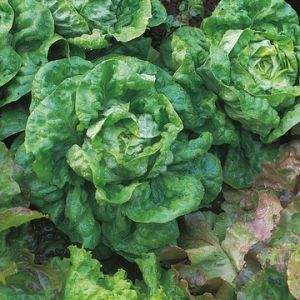 Lettuce All Year Round Kings Seeds