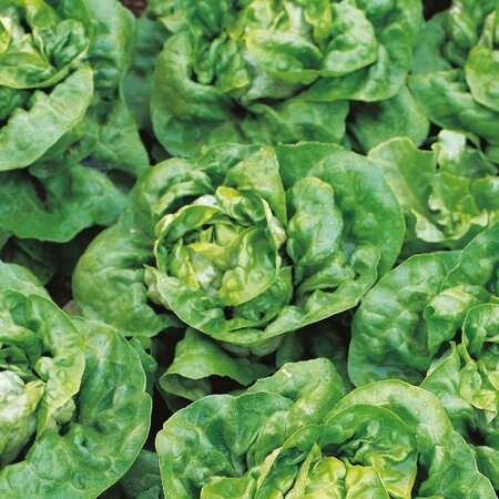 Lettuce Arctic King Kings Seeds