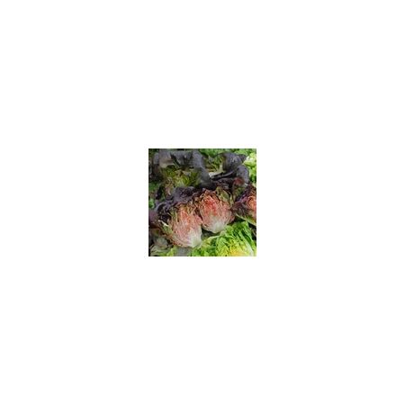 Lettuce Intred Kings Seeds