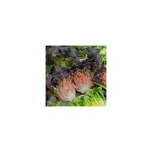 Lettuce Intred Kings Seeds