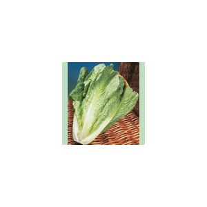 Lettuce Lobjoits Cos Kings Seeds