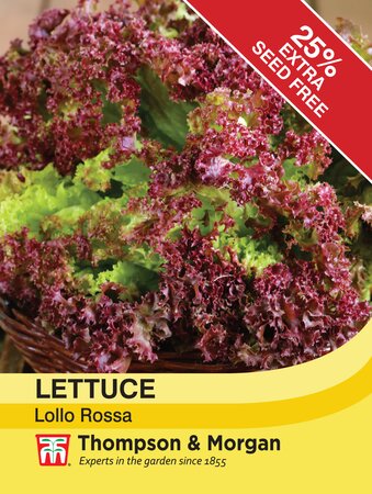 Lettuce - Lollo Rossa - Thompson and Morgan Seed Pack - image 1