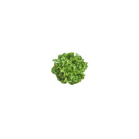 Lettuce Oakleaf Smile Kings Seeds