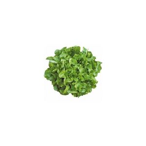 Lettuce Oakleaf Smile Kings Seeds