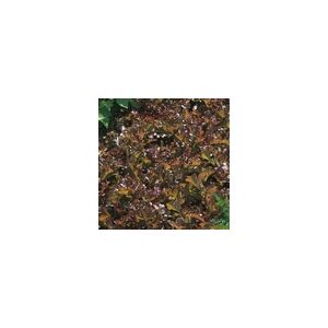Lettuce Red Salad Bowl Kings Seeds