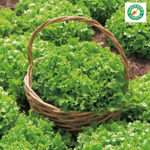 Lettuce Salad Bowl Kings Seeds