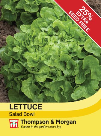 Lettuce - Salad Bowl - Thompson and Morgan Seed Pack - image 1