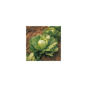 Lettuce Saladin Kings Seeds