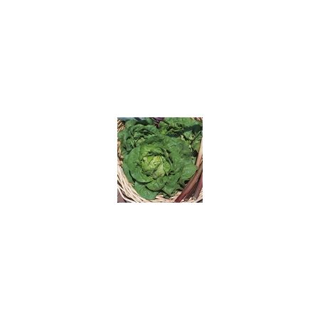 Lettuce Tom Thumb Kings Seeds