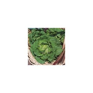 Lettuce Tom Thumb Kings Seeds