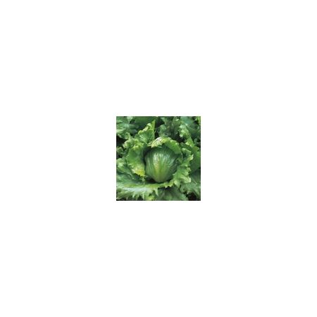 Lettuce Webbs Wonderful Kings Seeds