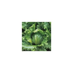 Lettuce Webbs Wonderful Kings Seeds