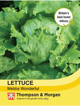 Lettuce - Webbs Wonderful - Thompson and Morgan Seed Pack - image 1